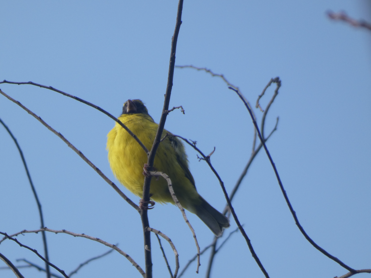 Southern Citril - ML643130788