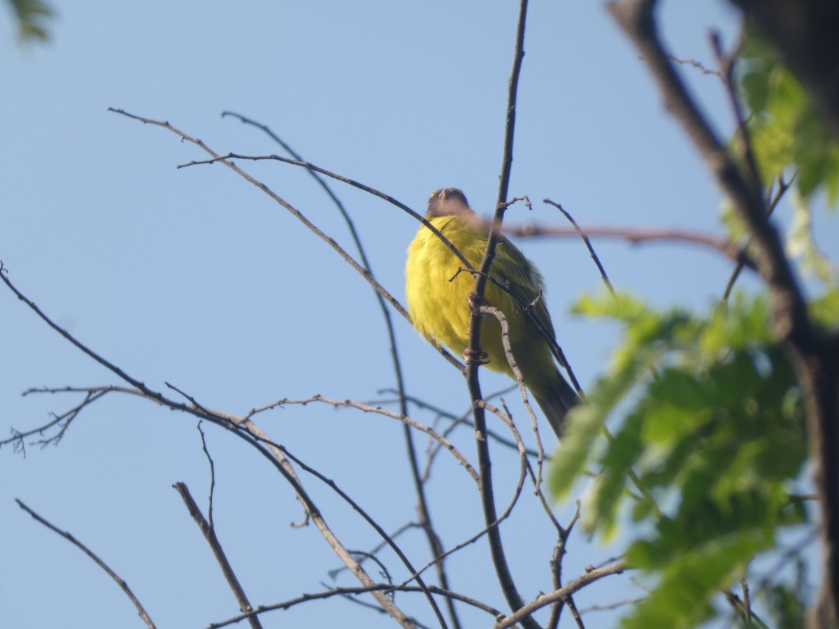 Southern Citril - ML643130789