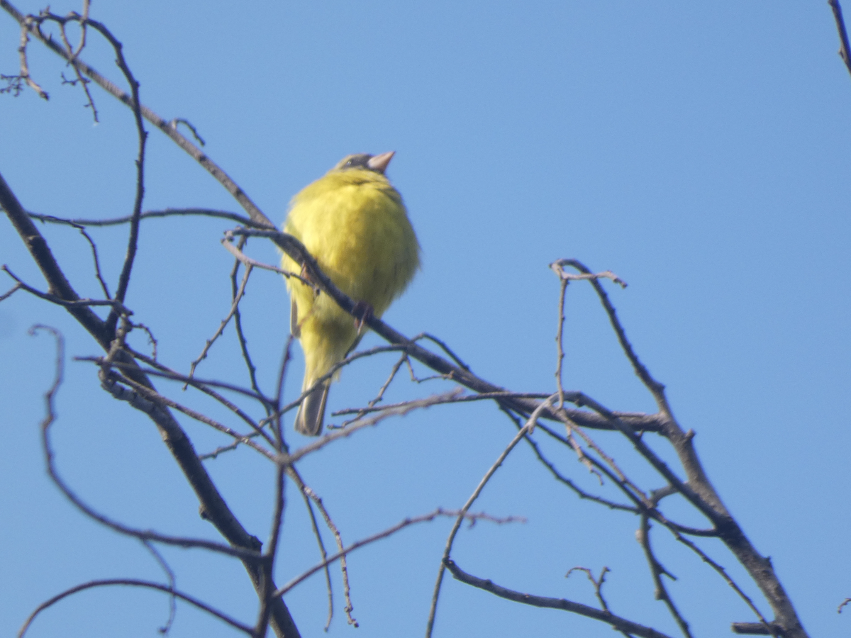 Southern Citril - ML643130790