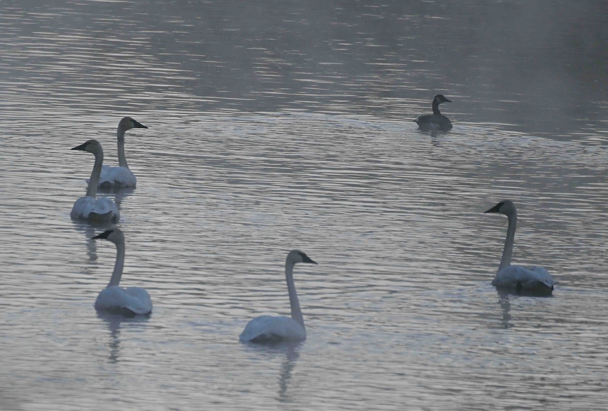 Trumpeter Swan - ML643130806