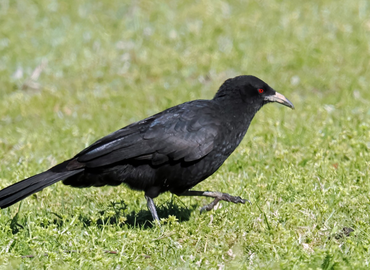 Corvino Negro - ML643130809