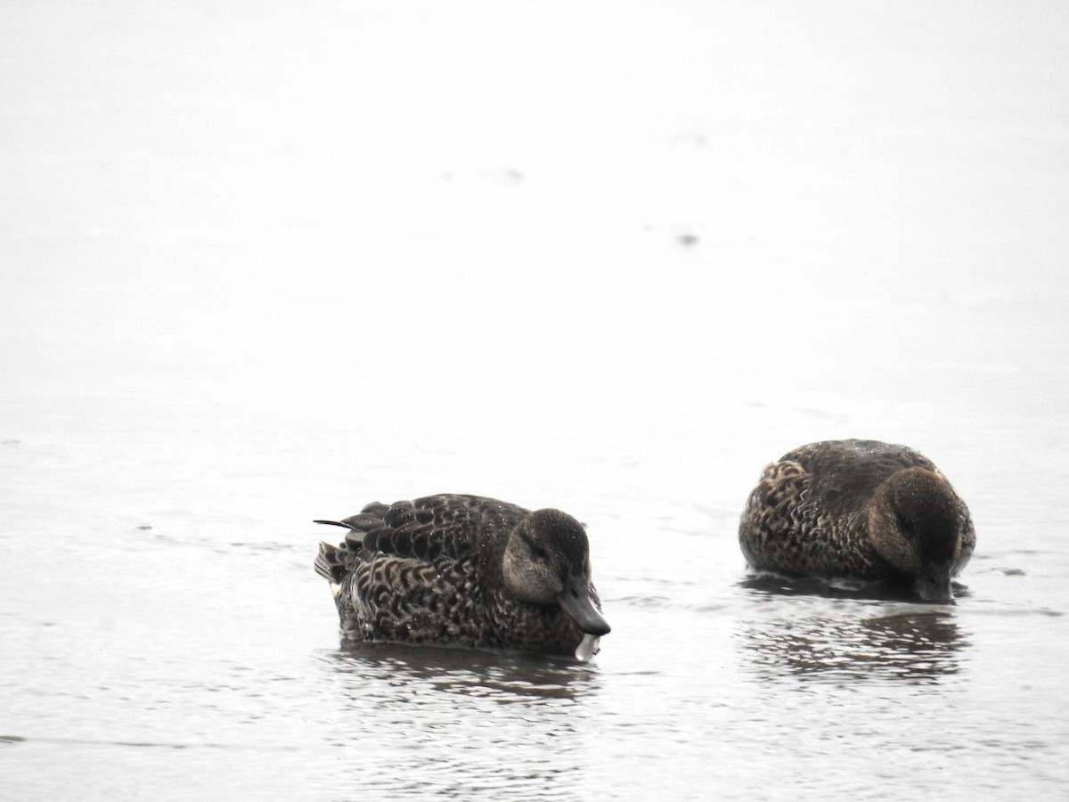 Green-winged Teal (Eurasian) - ML643130813