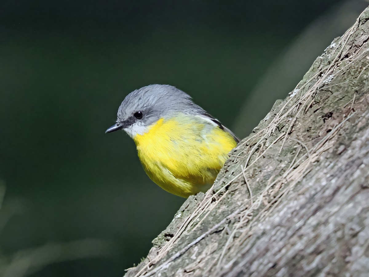 Petroica Amarilla - ML643130817