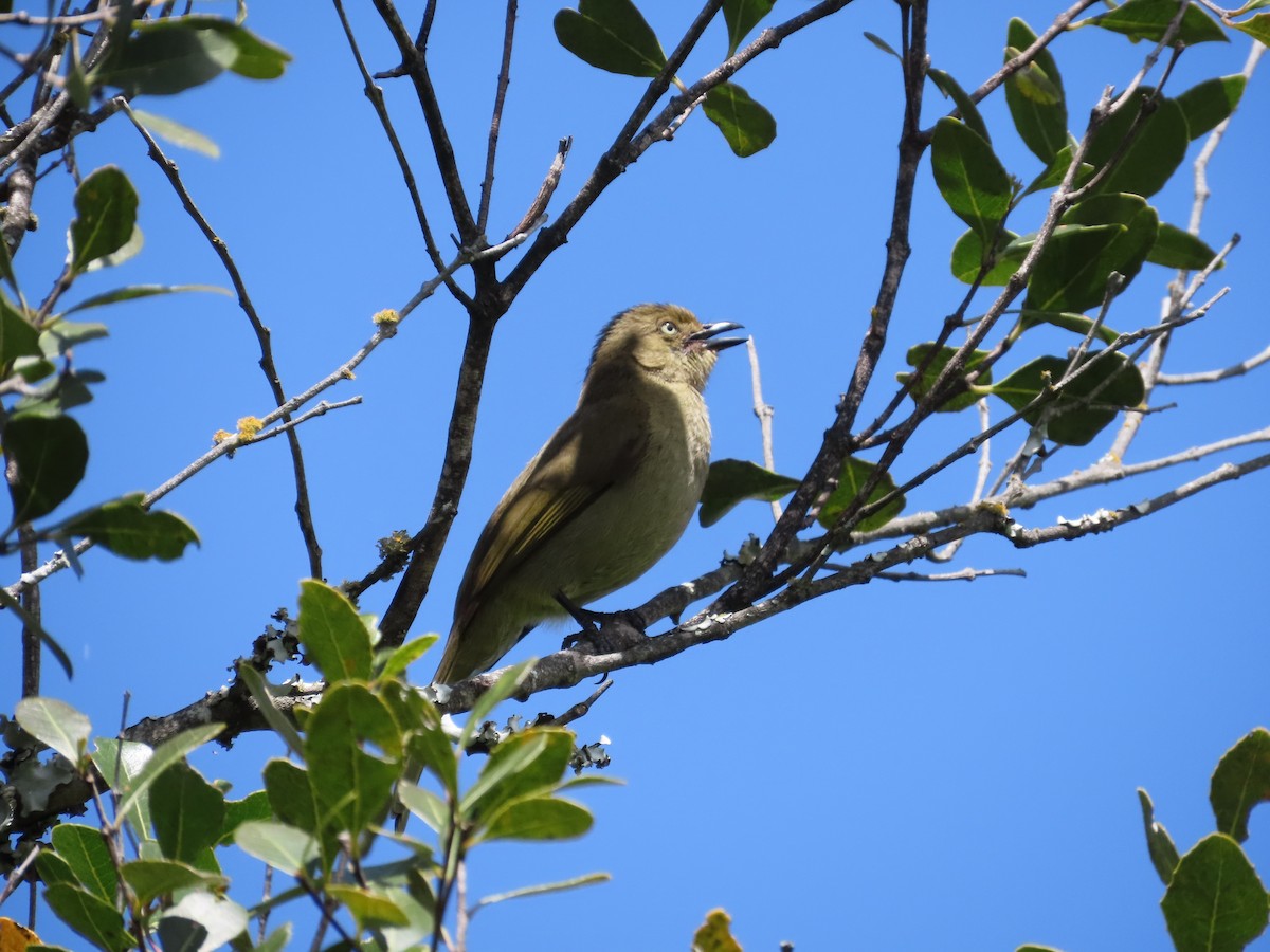 Sombre Greenbul - ML643130818
