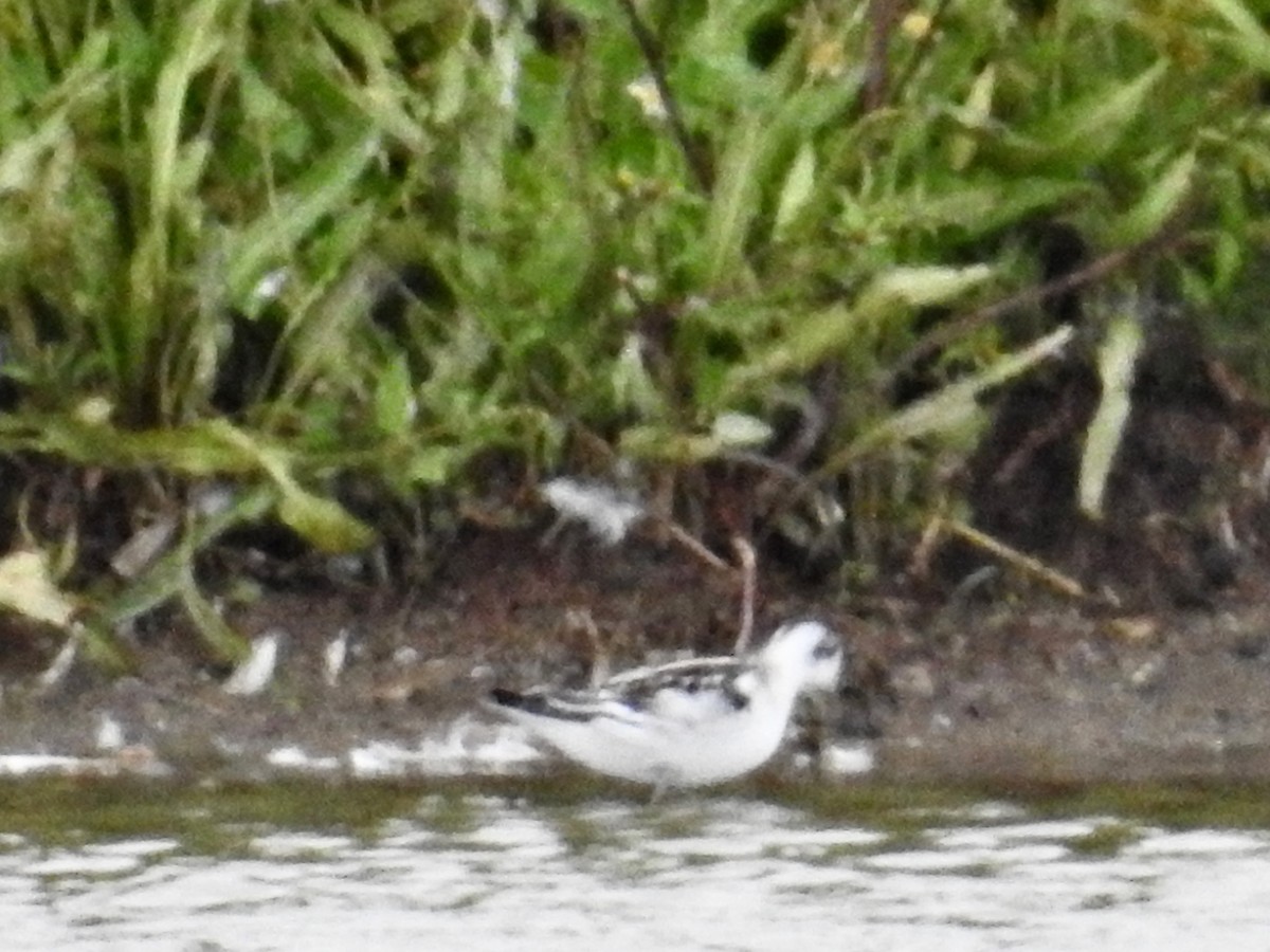 Red-necked Phalarope - ML643130819
