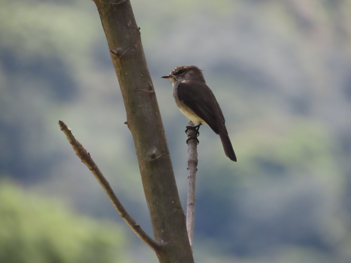 African Dusky Flycatcher - ML643130824