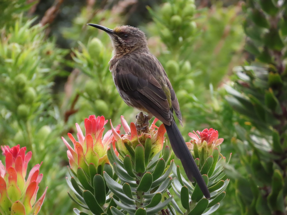 Cape Sugarbird - ML643130834