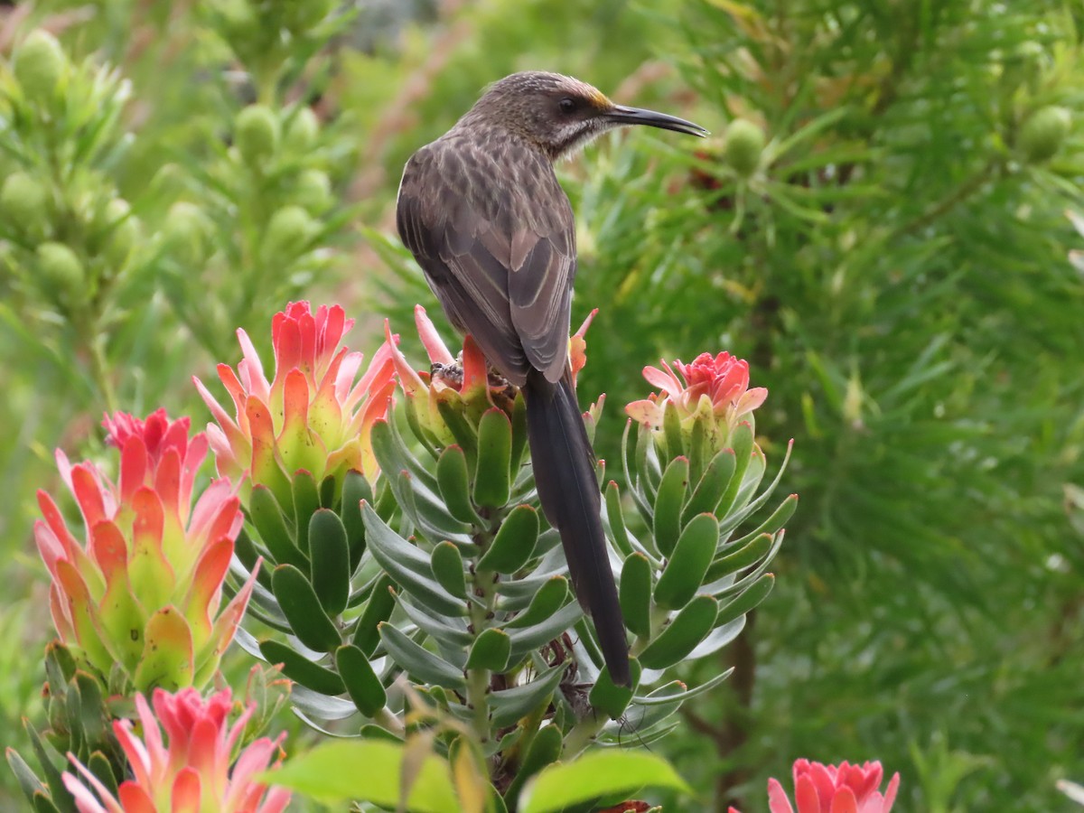Cape Sugarbird - ML643130835