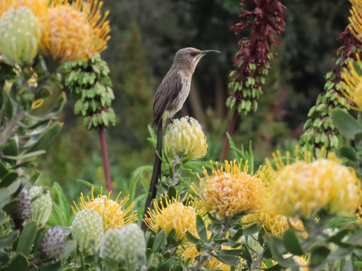Cape Sugarbird - ML643130836