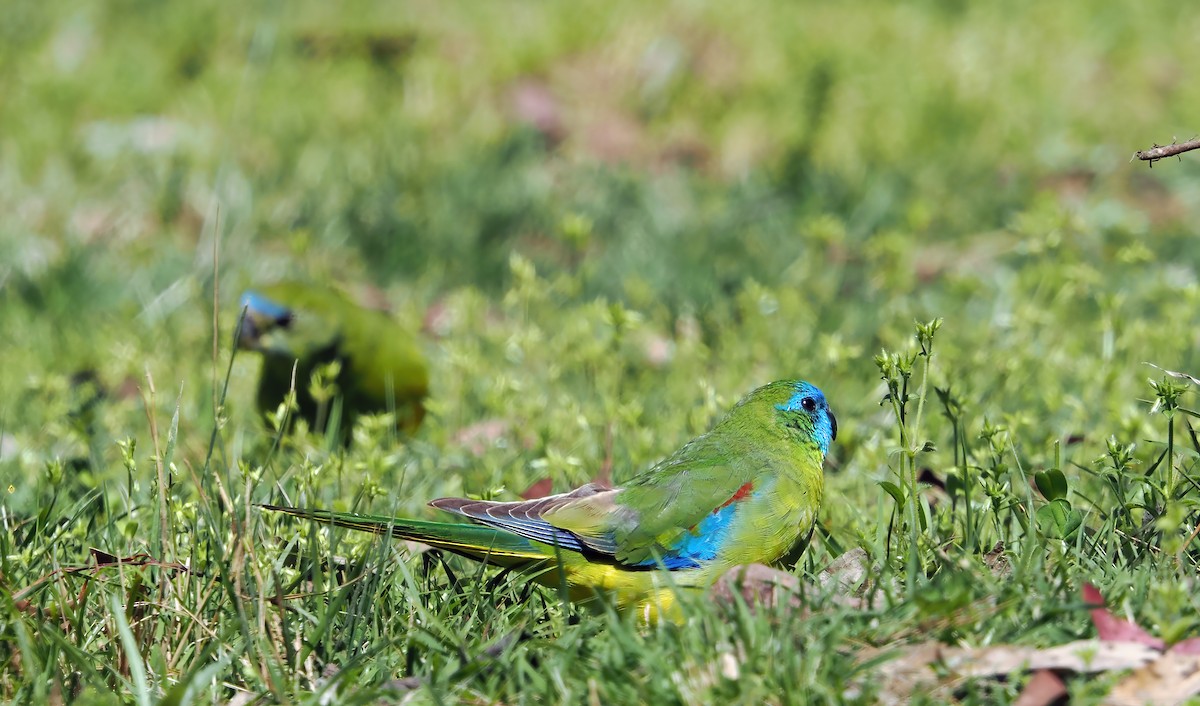 Turquoise Parrot - ML643130837