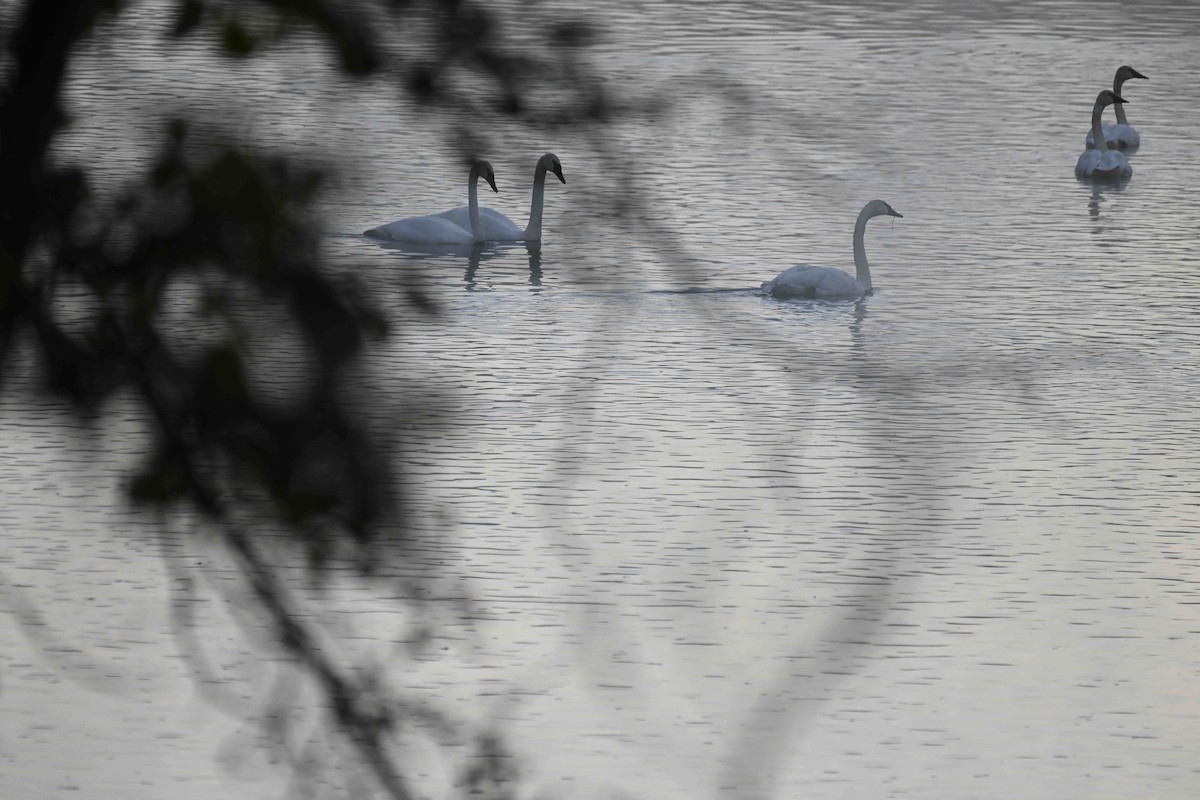 Trumpeter Swan - ML643130840