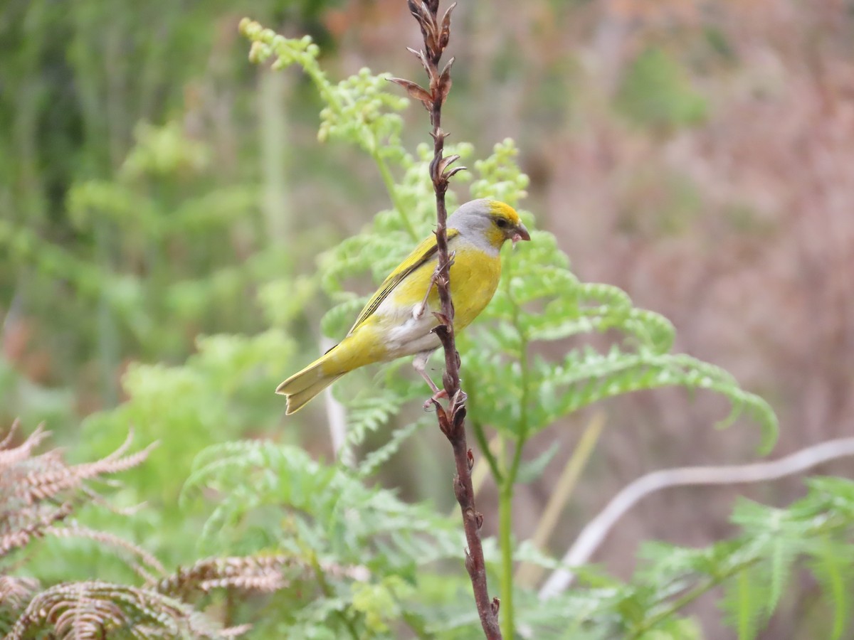 Cape Canary - ML643130841