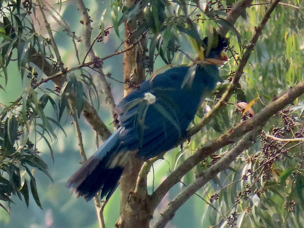 turako velký - ML643130871