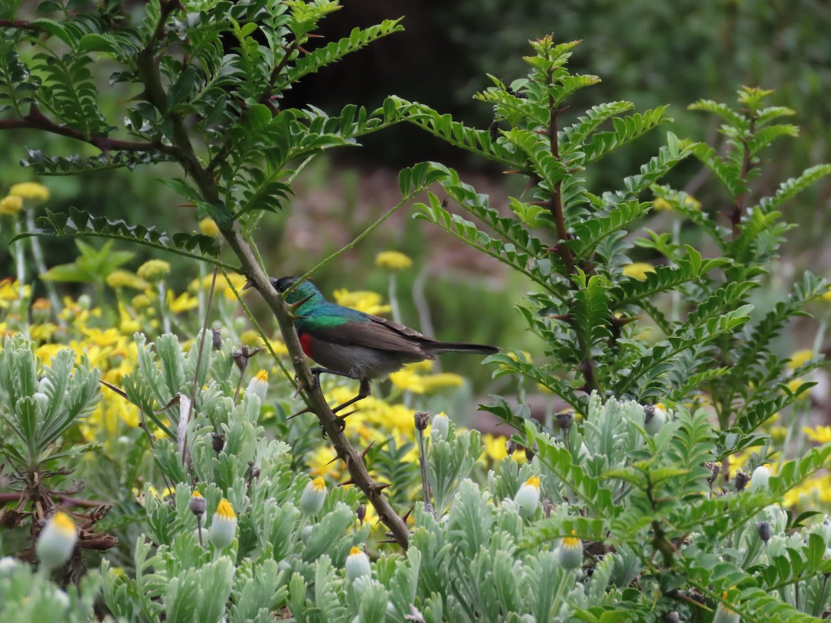 Southern Double-collared Sunbird - ML643130878