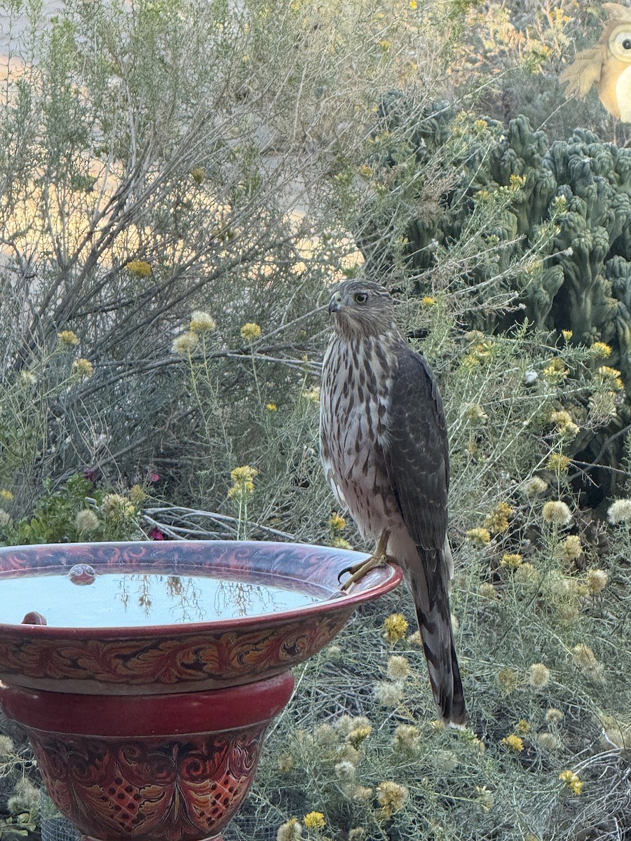 Куперов ястреб - ML643130881