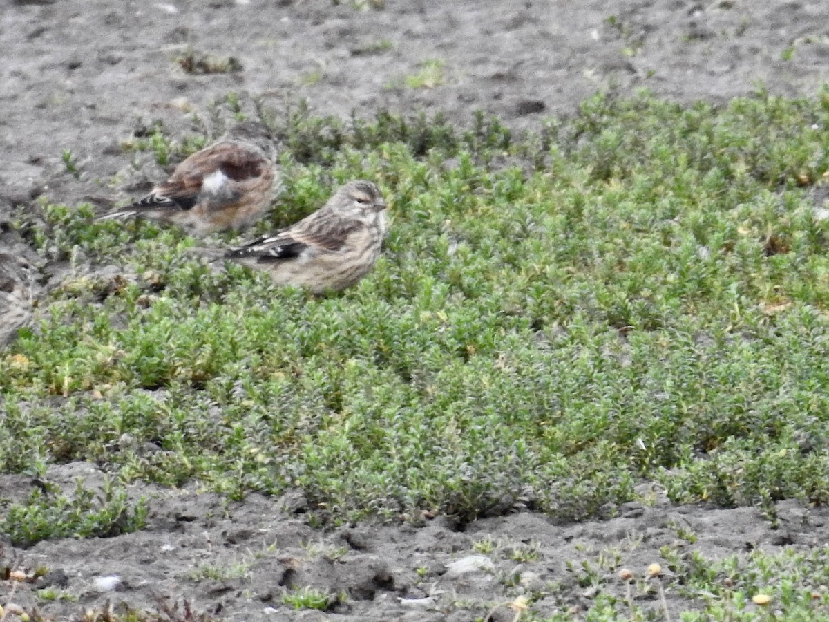 Eurasian Linnet - ML643130893