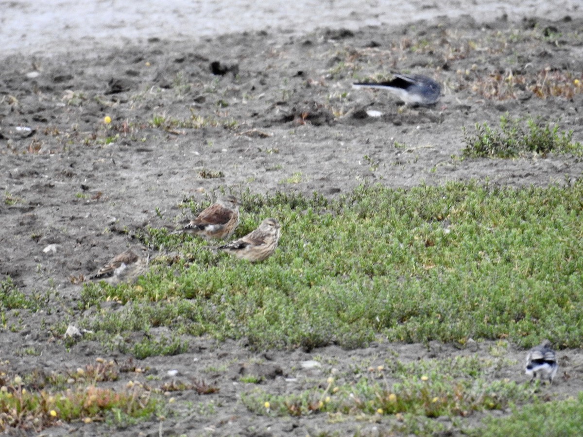 Eurasian Linnet - ML643130894
