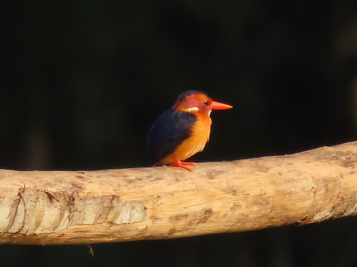 African Pygmy Kingfisher - ML643130895
