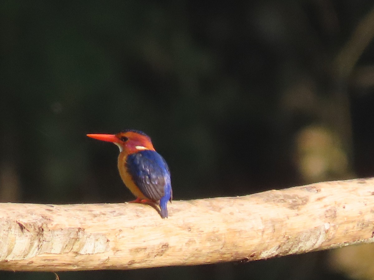 African Pygmy Kingfisher - ML643130899