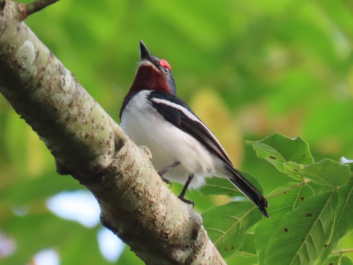 Brown-throated Wattle-eye - ML643130906