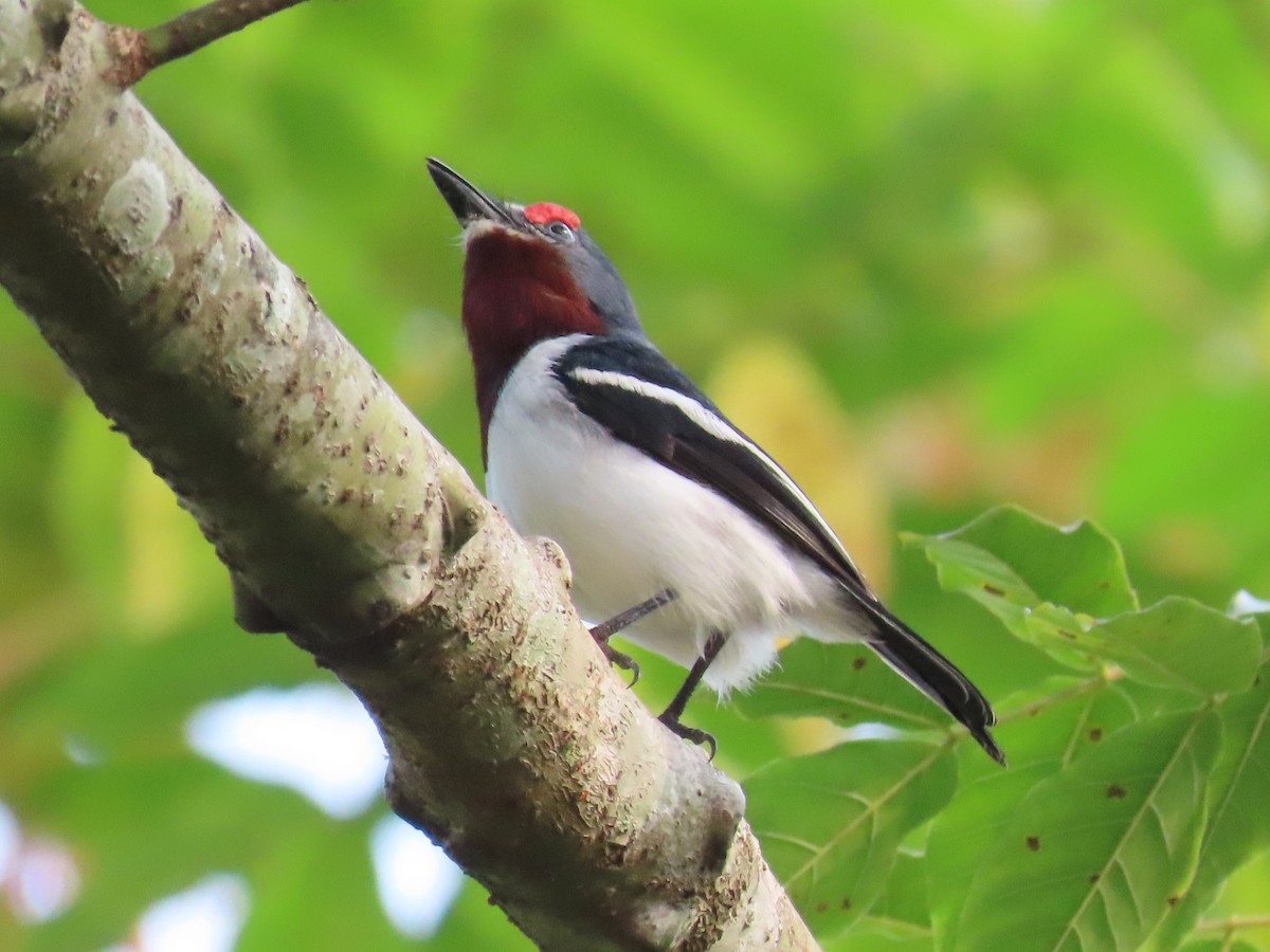 Brown-throated Wattle-eye - ML643130911