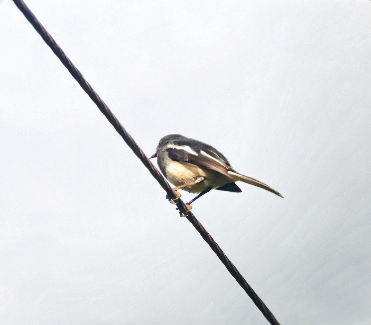 Oriental Magpie-Robin - ML643130940