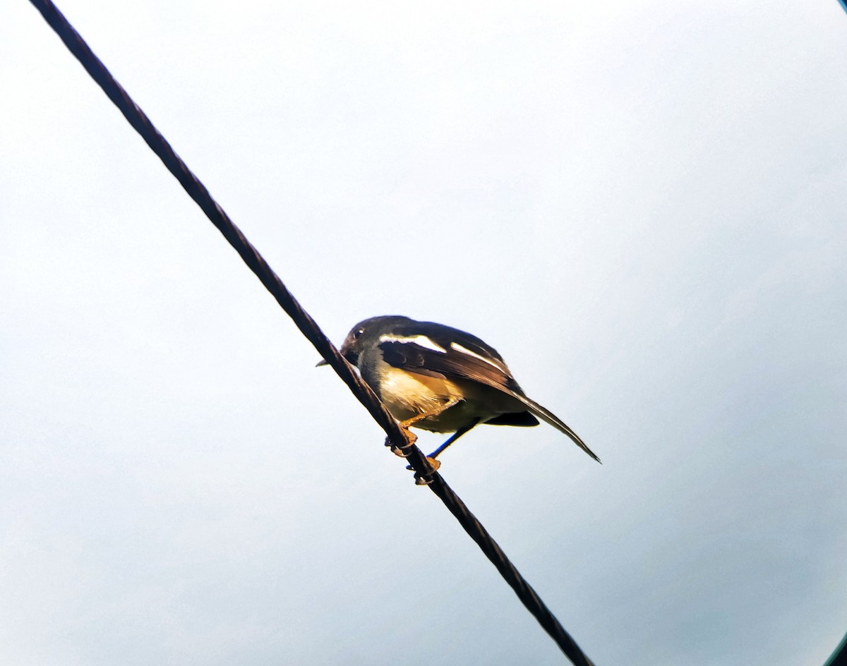 Oriental Magpie-Robin - ML643130941
