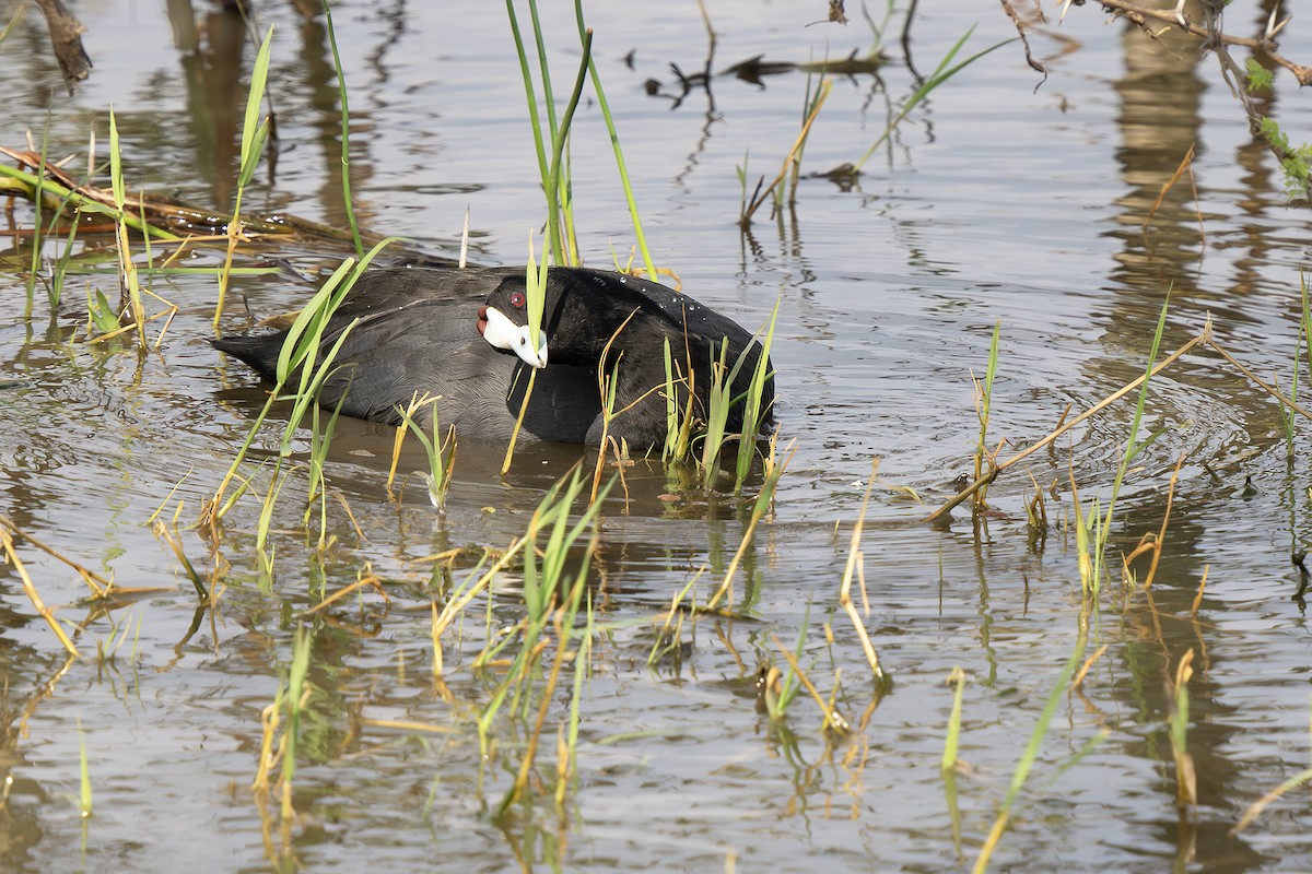 Red-knobbed Coot - ML643130964