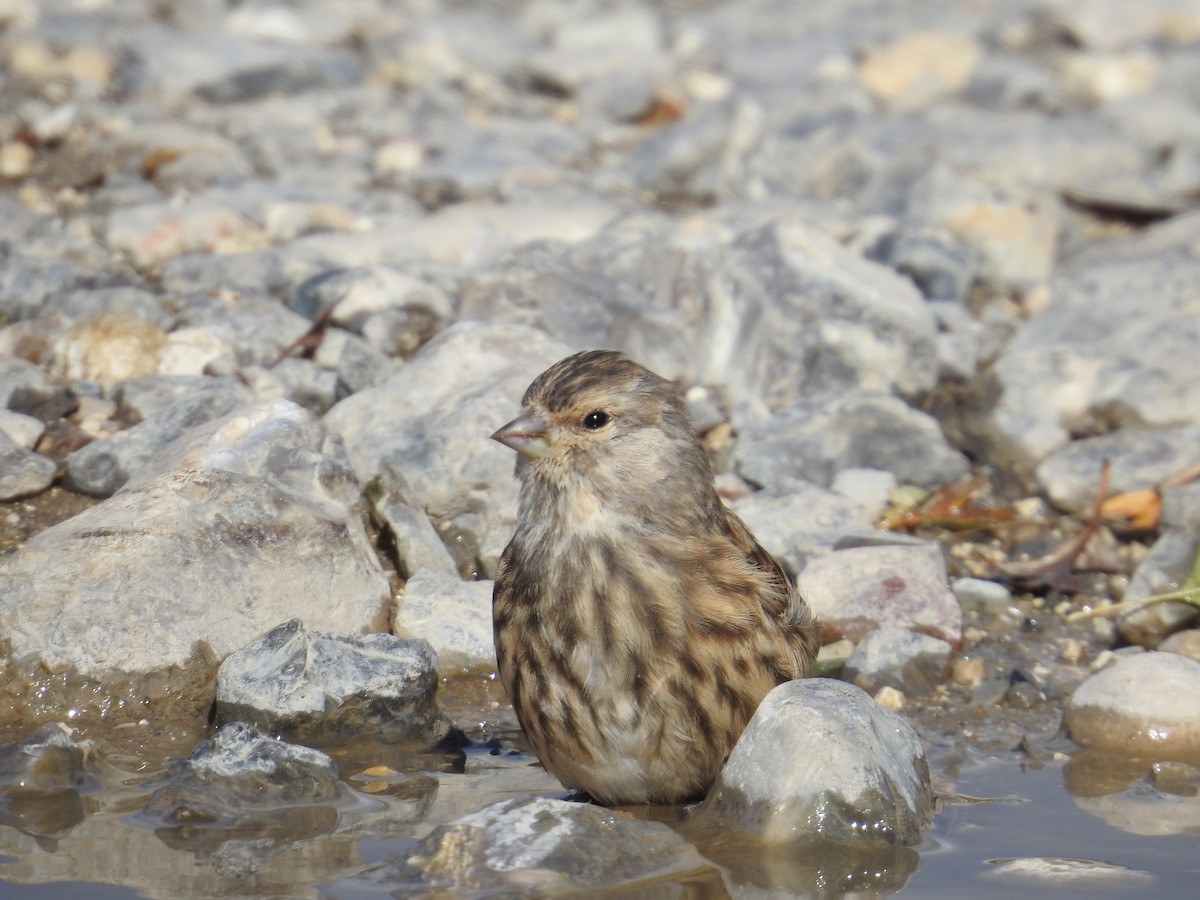 Eurasian Linnet - ML643130988