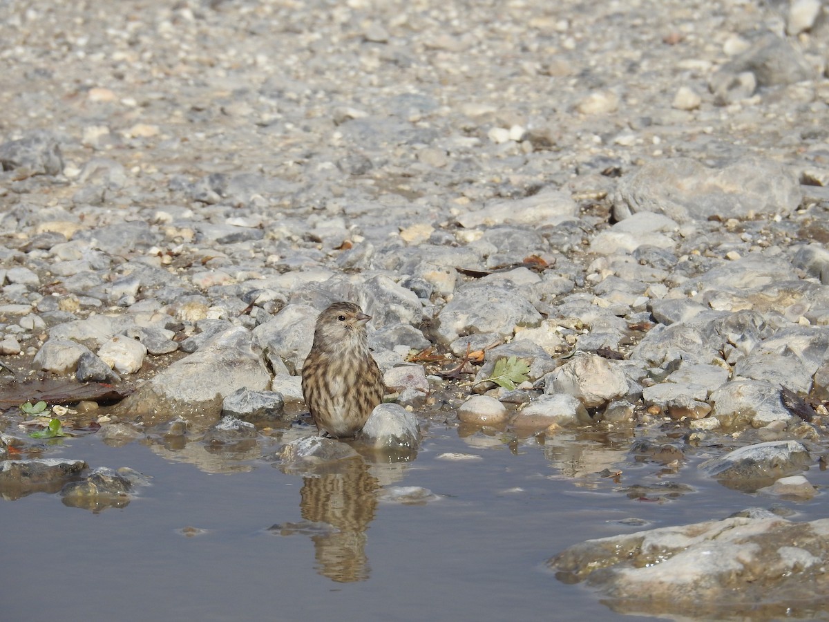 Eurasian Linnet - ML643130989