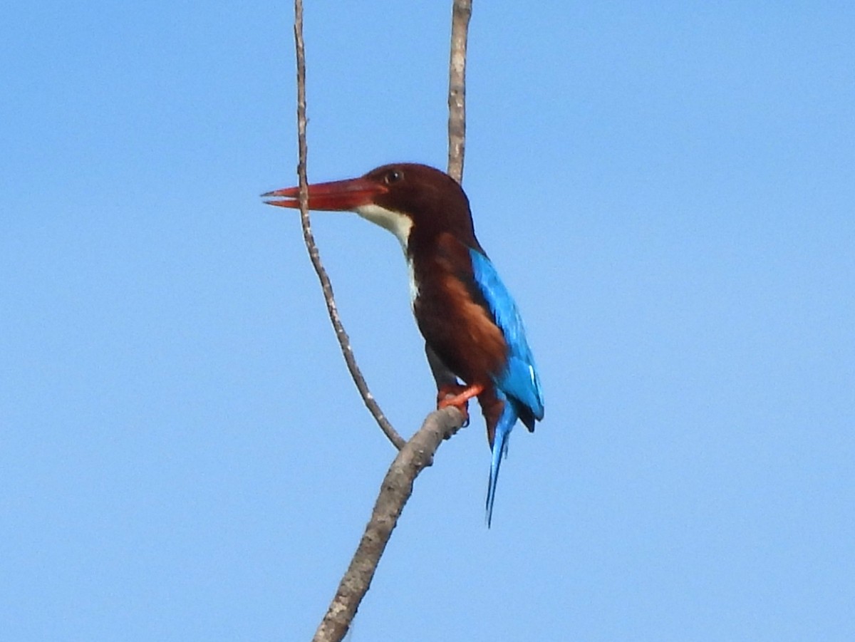 White-throated Kingfisher - ML643131018