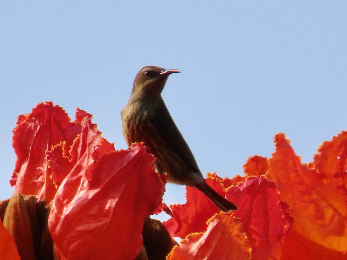 Scarlet-chested Sunbird - ML643131047