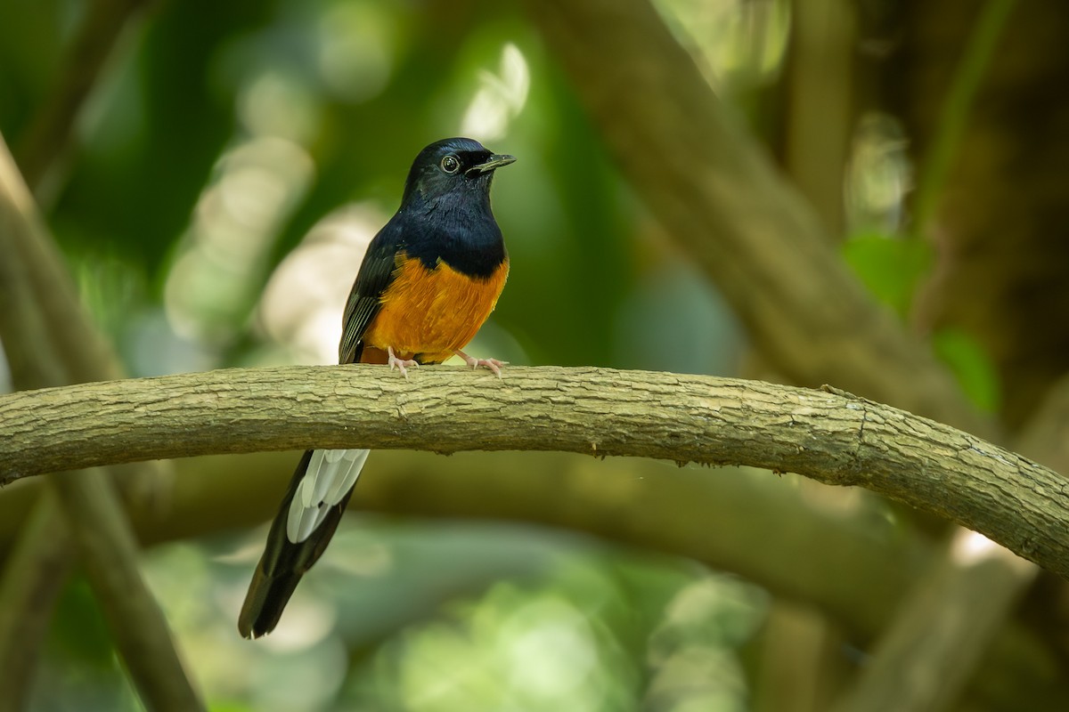 White-rumped Shama - ML643131049