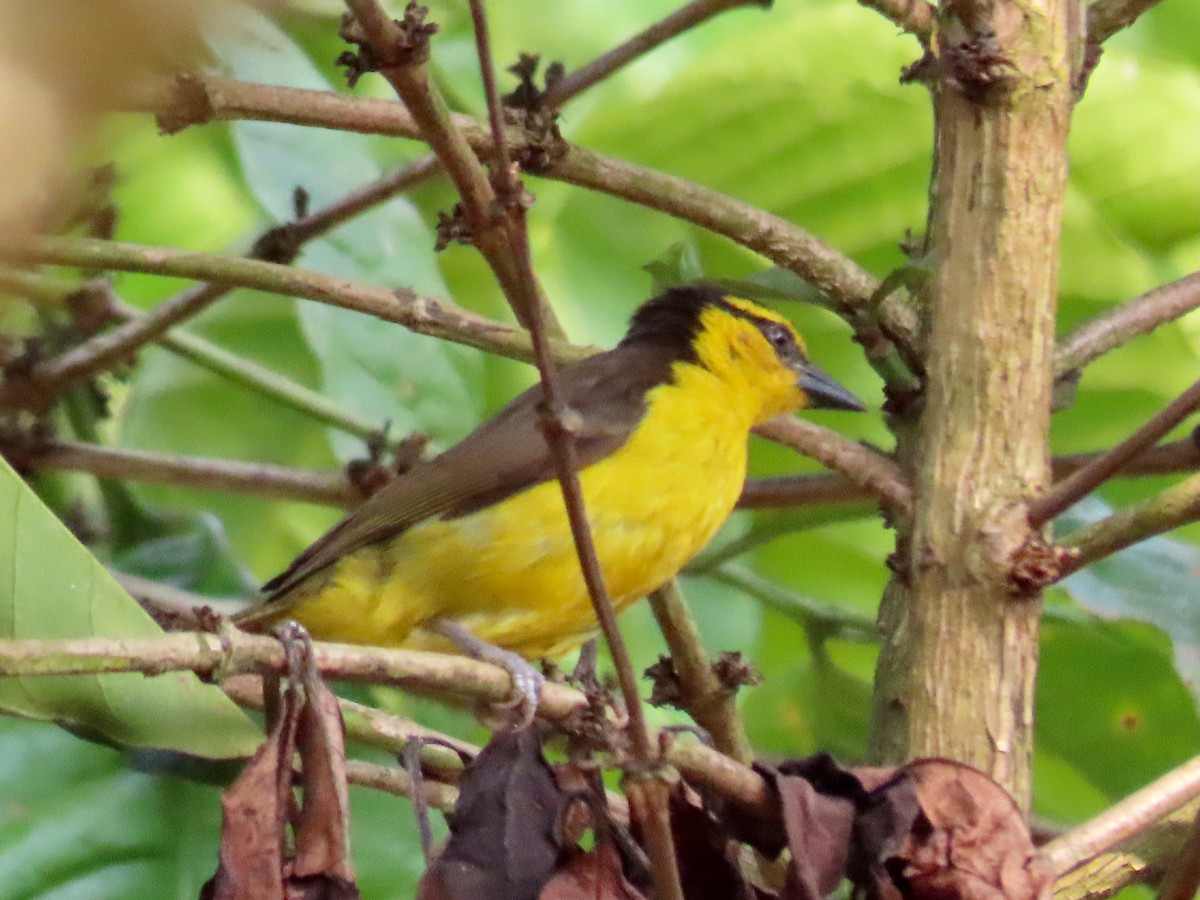 Black-necked Weaver - ML643131060