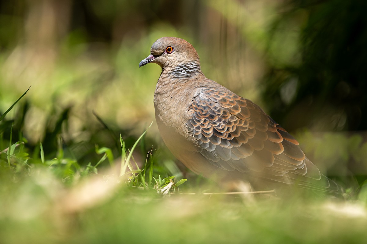 Oriental Turtle-Dove - ML643131065