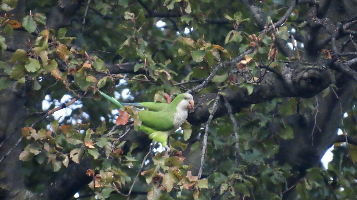 Monk Parakeet - ML643131067