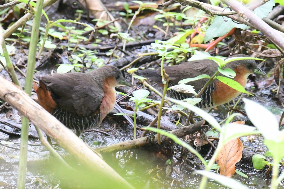Rufous-sided Crake - ML643131076