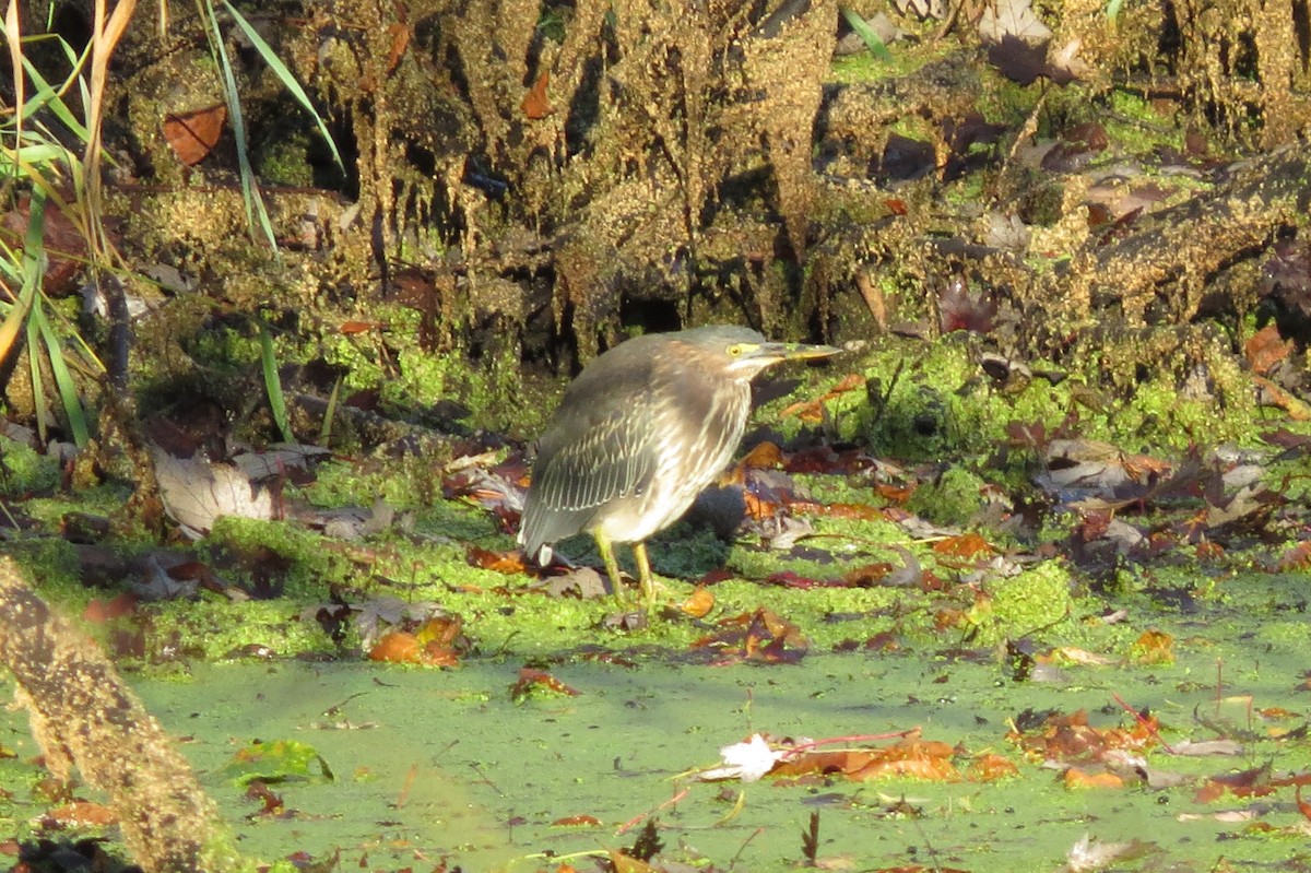 Green Heron - ML643131100