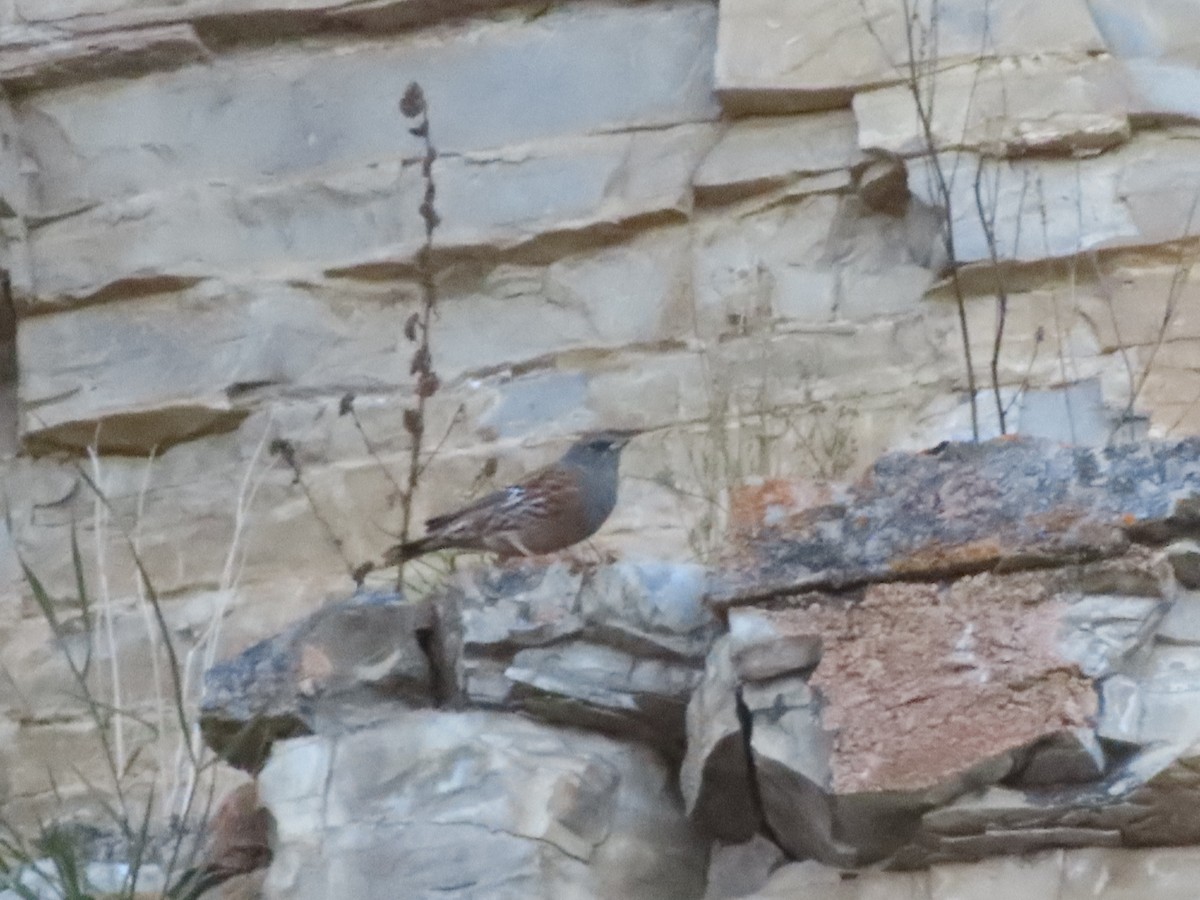 Alpine Accentor - ML643131101