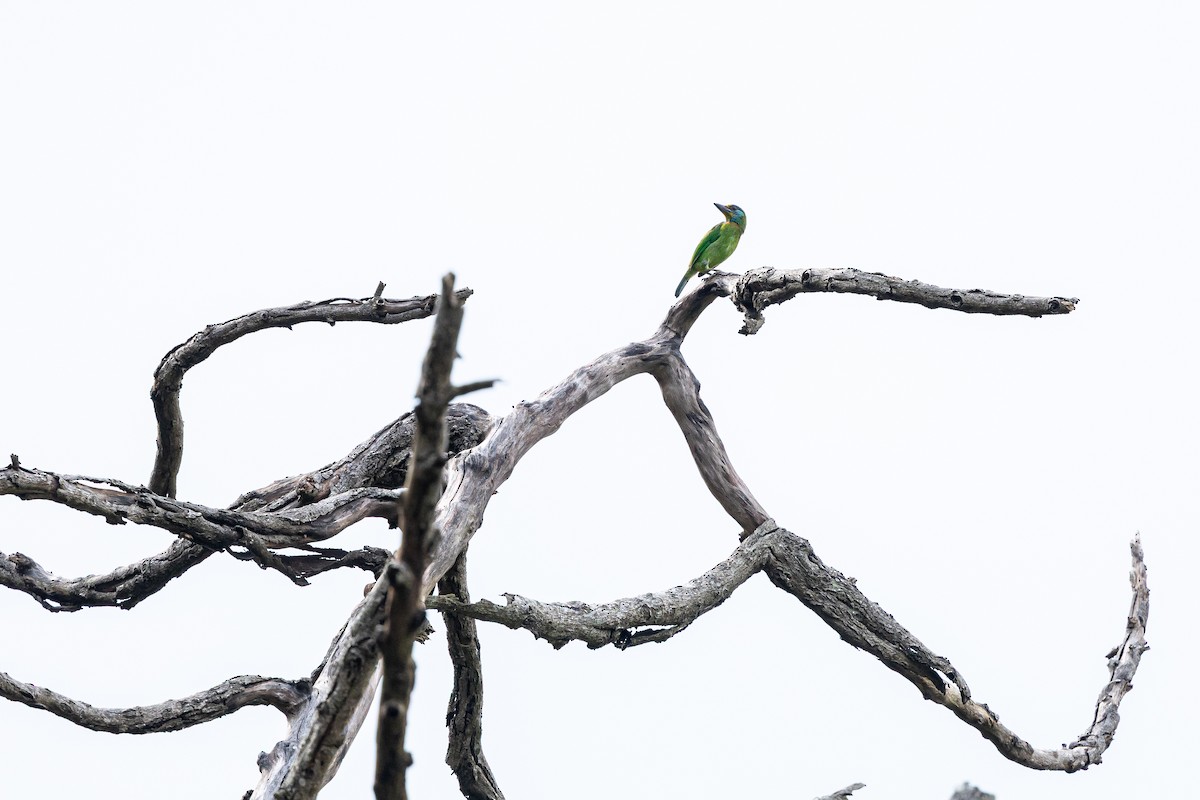 Taiwan Barbet - ML643131103