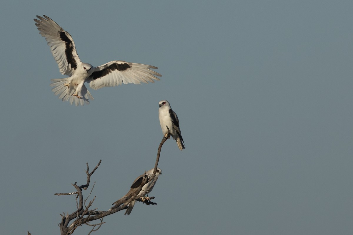 Letter-winged Kite - ML643131107