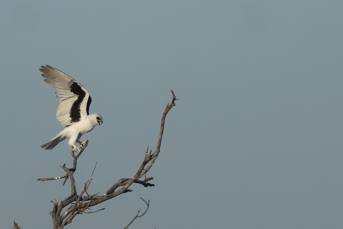 Letter-winged Kite - ML643131108