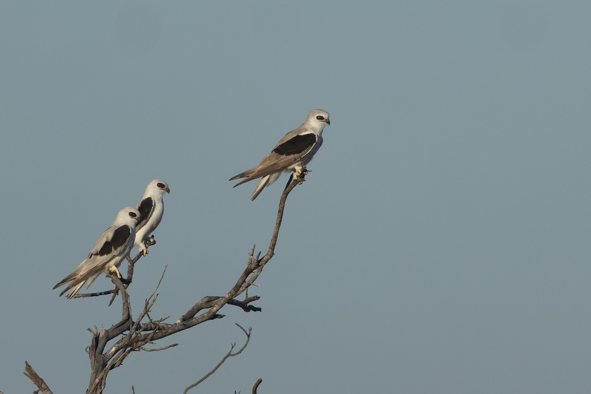 Letter-winged Kite - ML643131109