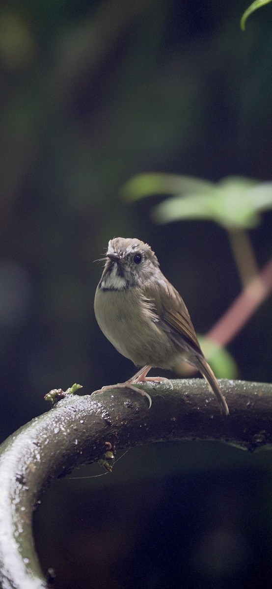 White-gorgeted Flycatcher - ML643131110