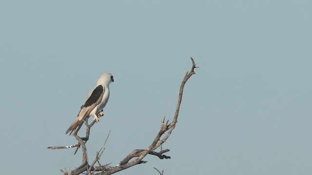 Letter-winged Kite - ML643131111