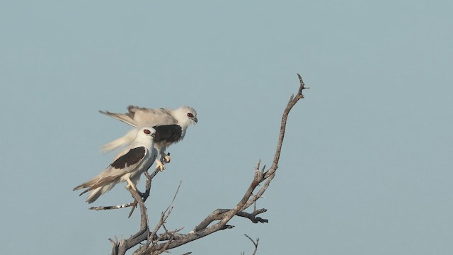 Letter-winged Kite - ML643131112