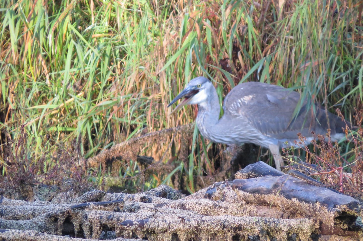 Great Blue Heron - ML643131114