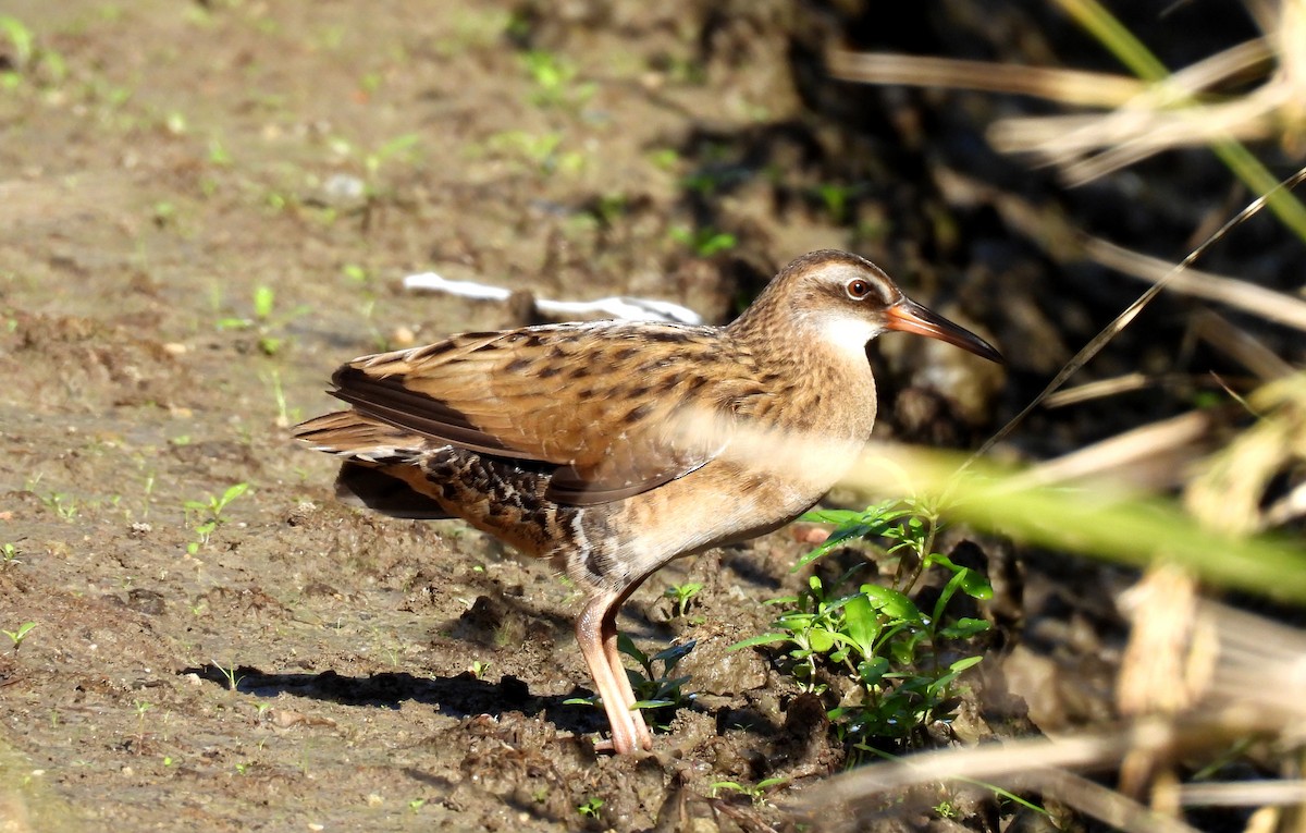 東亞秧雞 - ML643131120