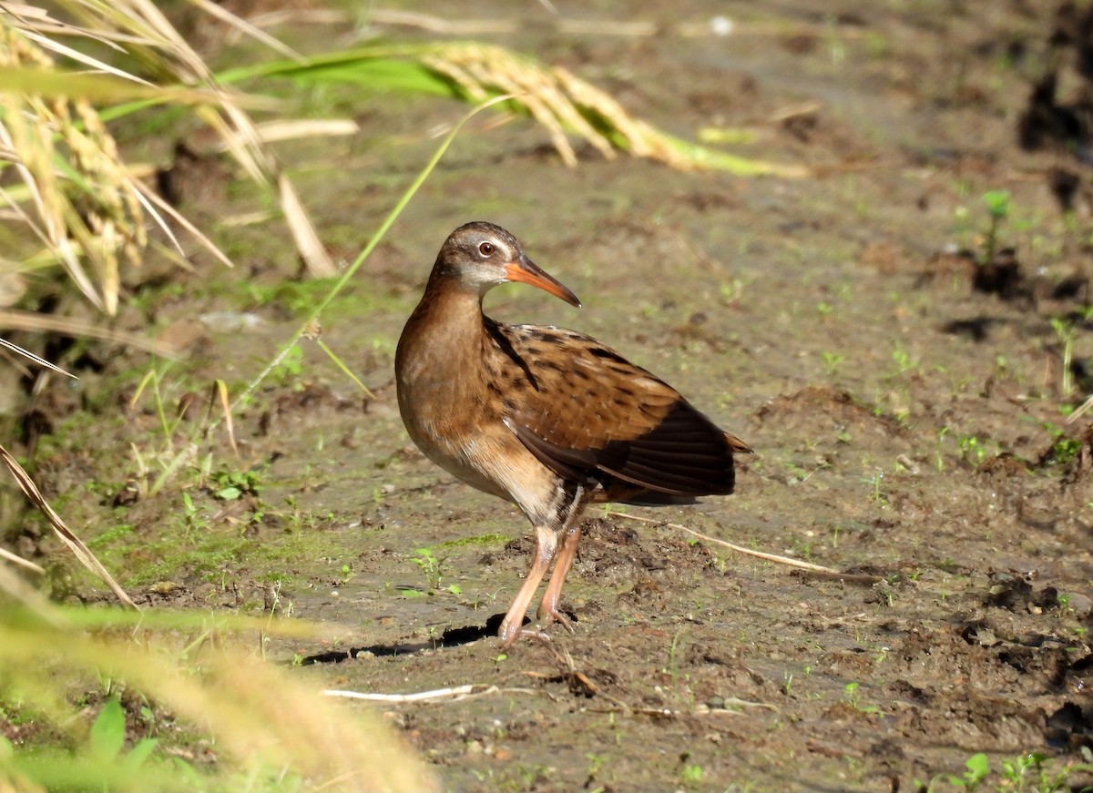 東亞秧雞 - ML643131121