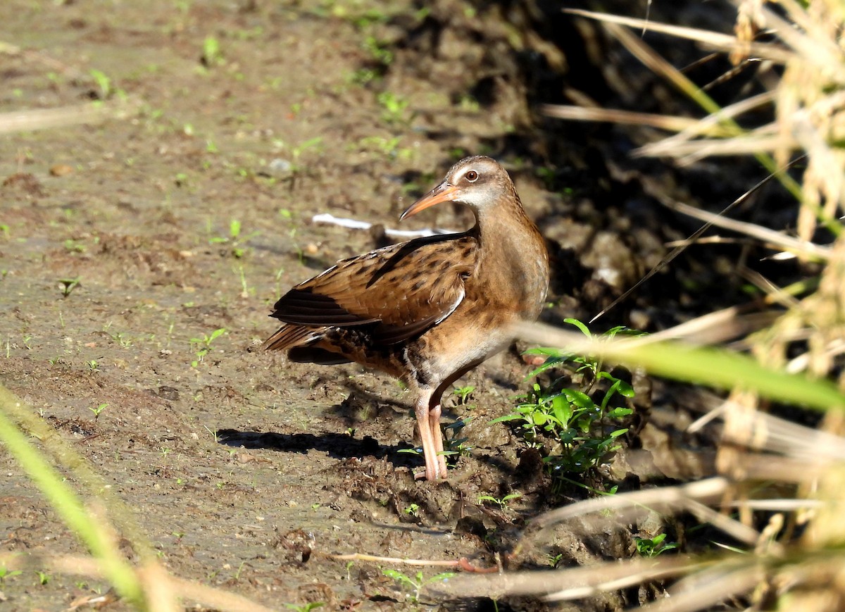 東亞秧雞 - ML643131122